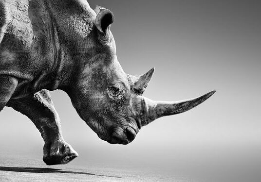 47e2783085572bf7ab0992f19a31fff8